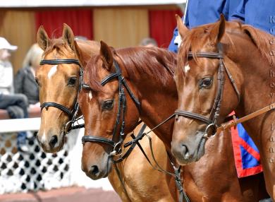 На «Русском поле» чемпионы джигитовки покажут специальную программу на лошадях донской породы